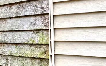What is the Green Stuff on Siding?
